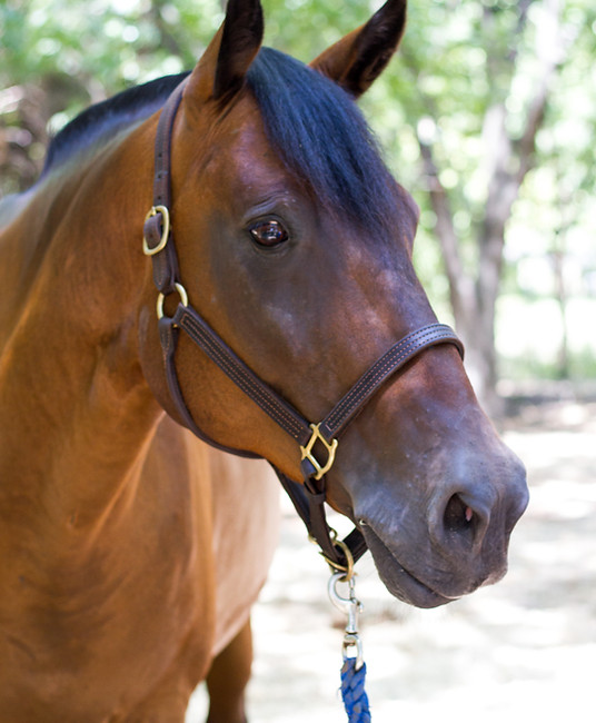 a close up of a horse wearing a bridle
