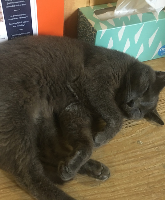 a gray cat sleeping on a wooden table