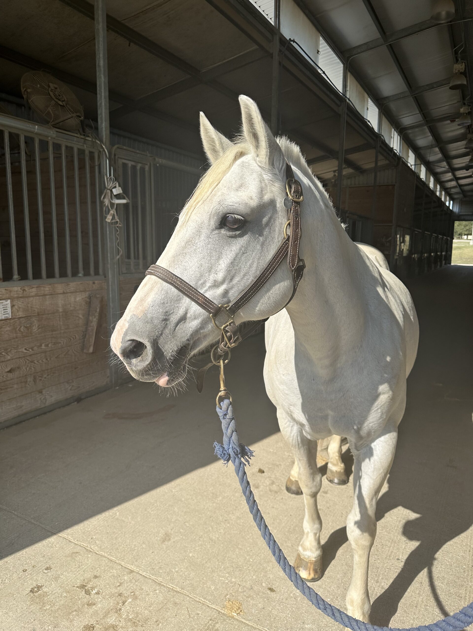 a white horse tied to a blue rope