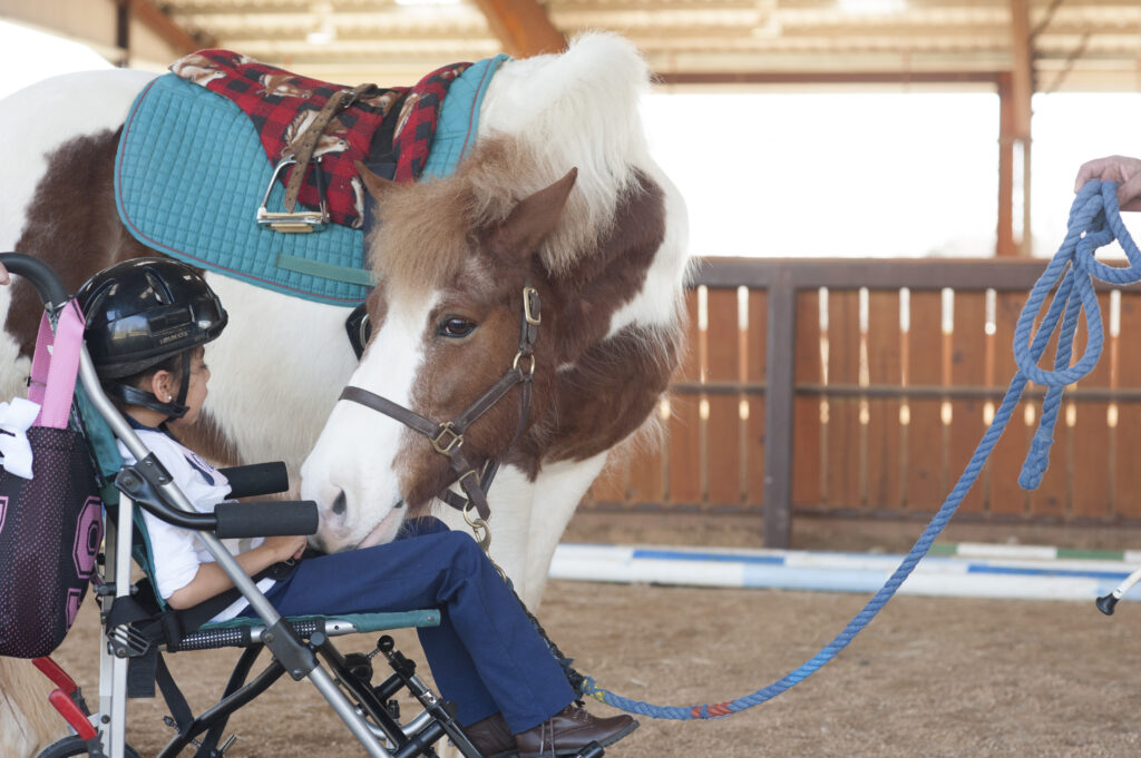 a woman sitting in a wheel chair next to a horse
