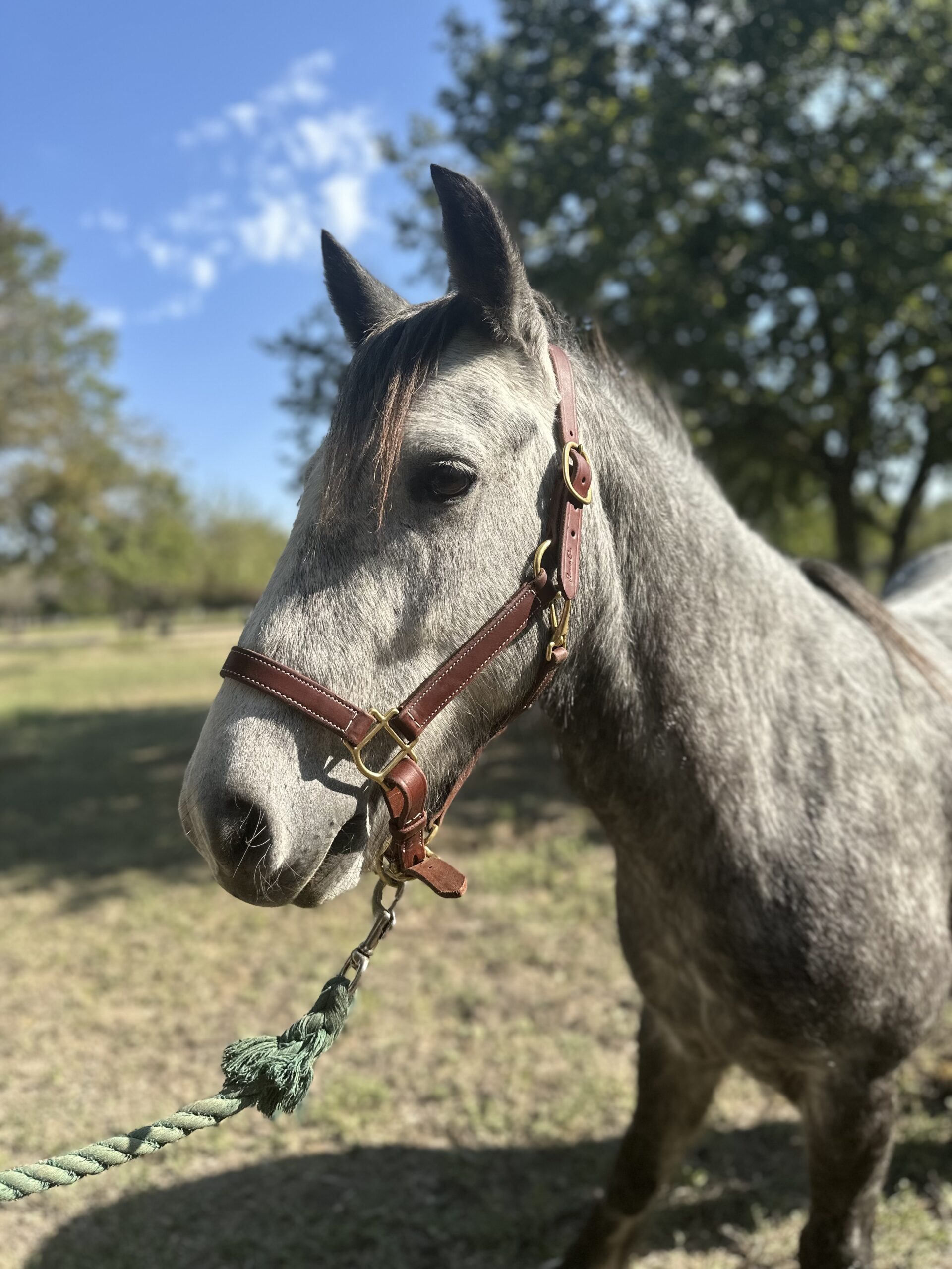 a gray horse standing on top of a grass covered field