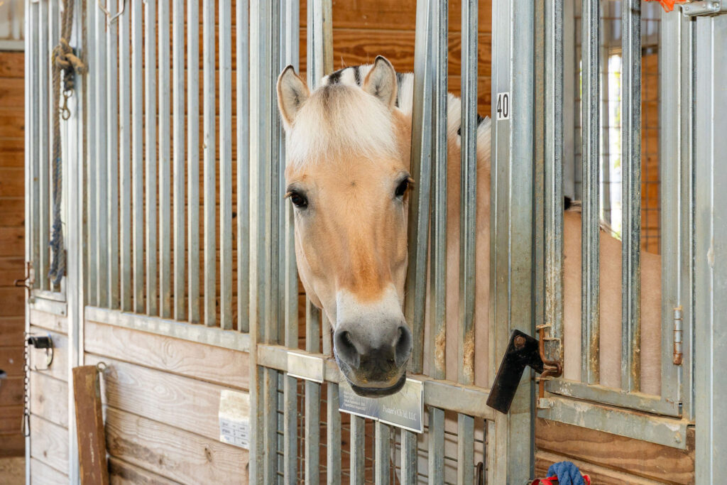 a horse sticking its head through the bars of a stable