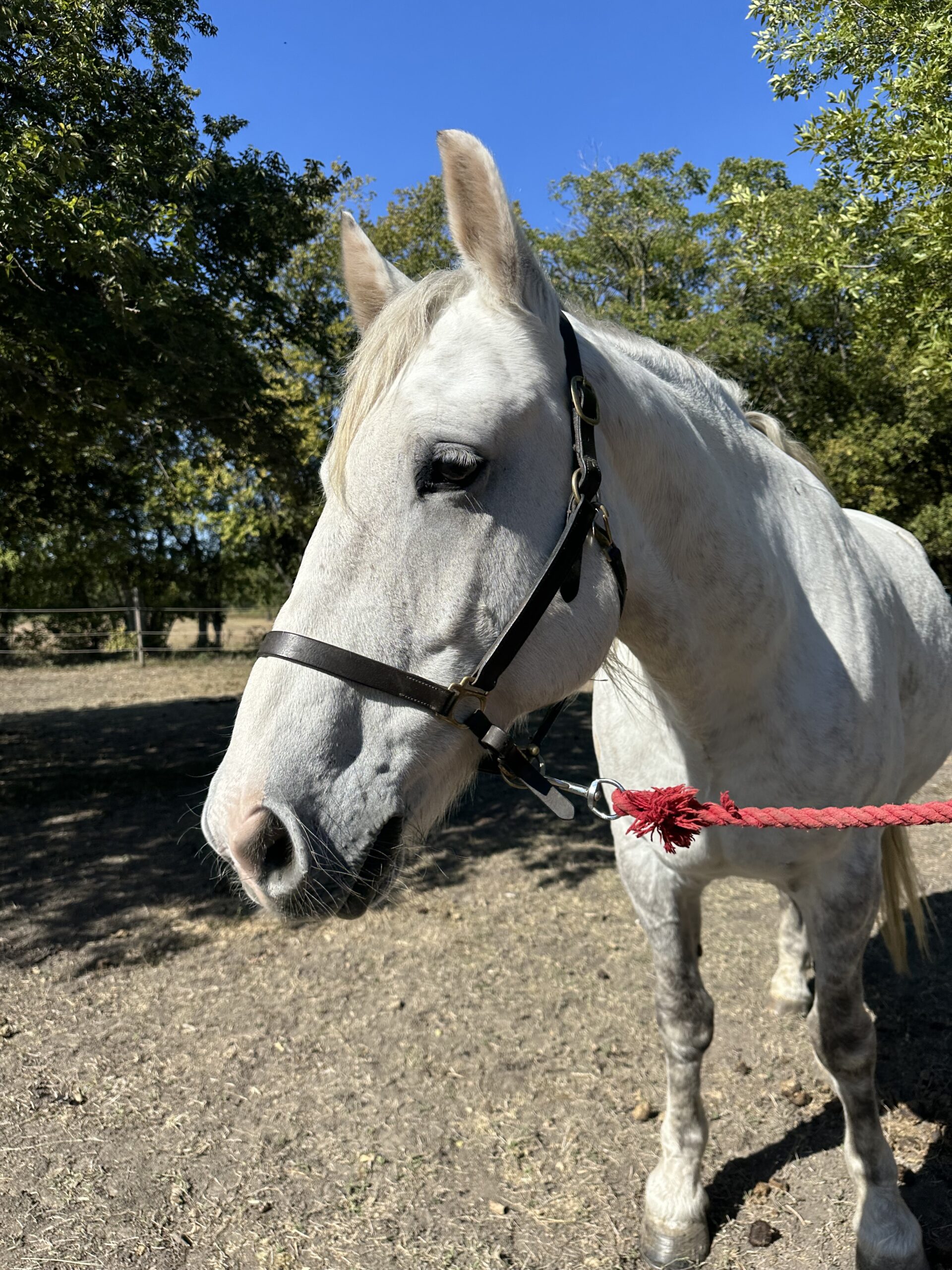 a white horse tied to a red rope