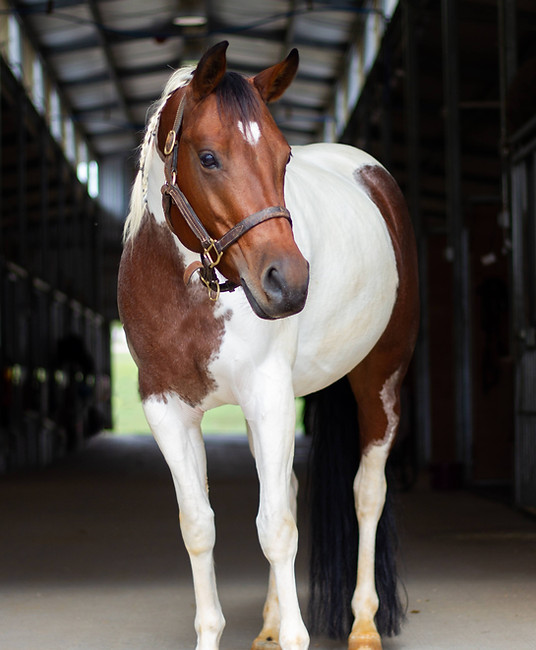 a brown and white horse standing inside of a barn