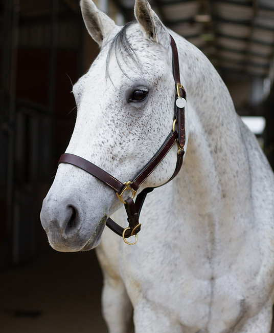 a white horse standing in a stable