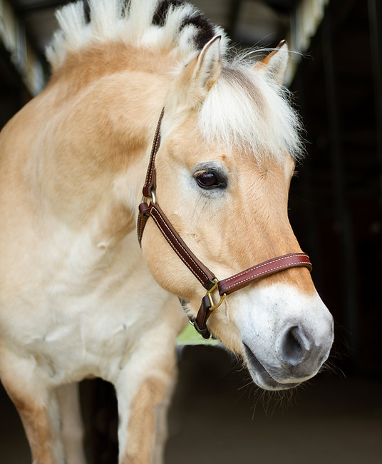 a close up of a horse with a bridle on