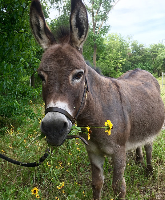 a donkey standing in a grassy field with a flower in its mouth