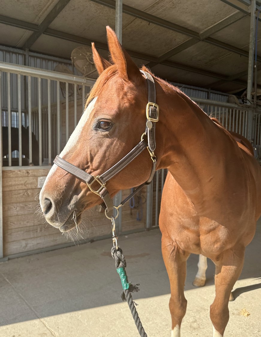 a brown horse standing inside of a stable