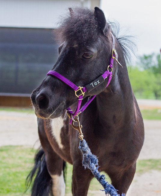 a brown horse wearing a purple bridle and a blue rope