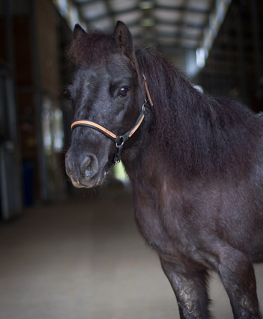 a black horse standing inside of a building