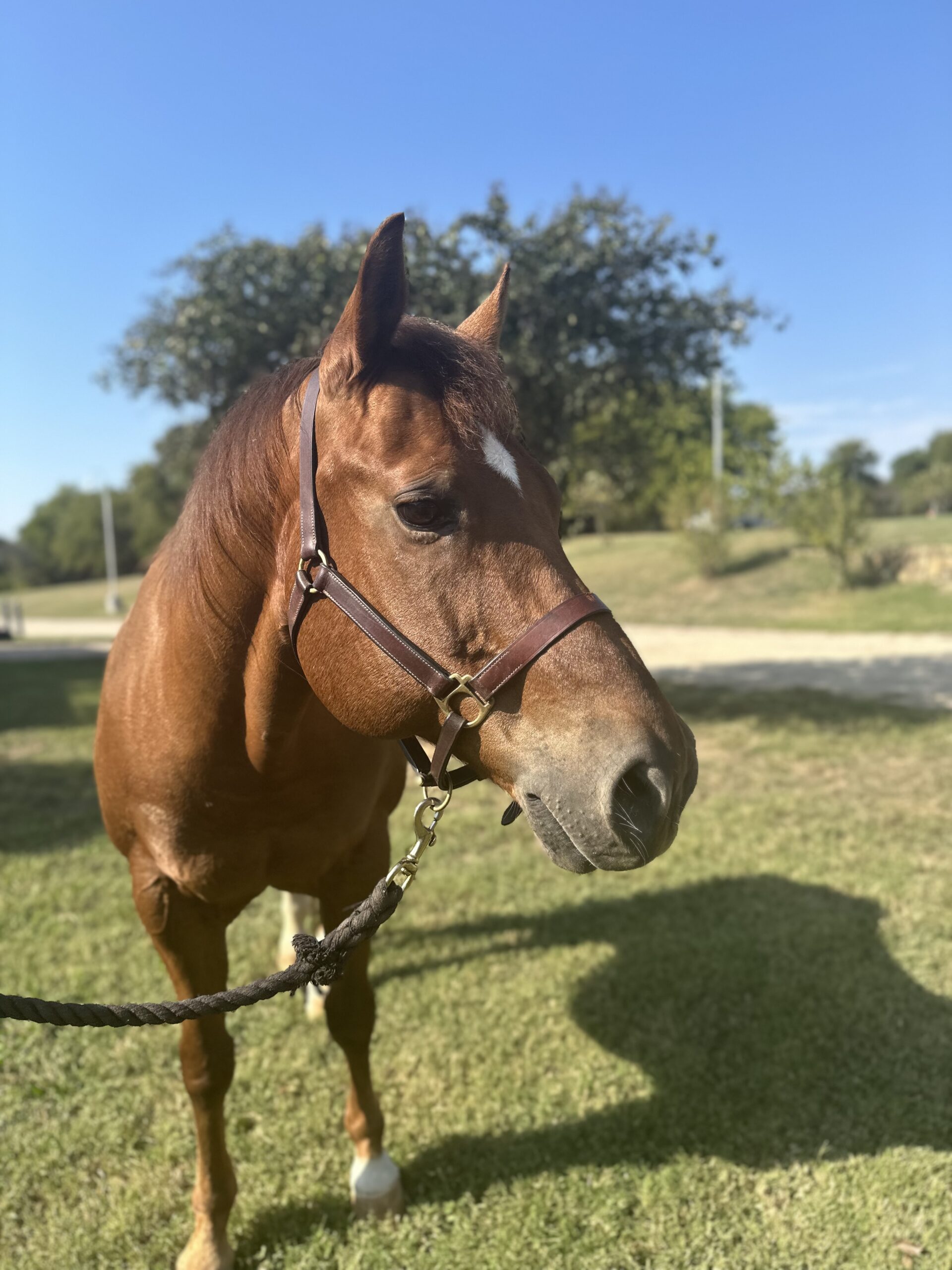 a brown horse standing on top of a lush green field