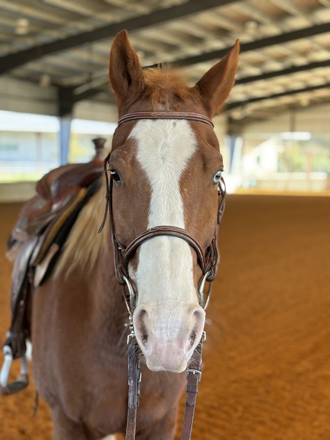 brown and white horse standing inside of a building