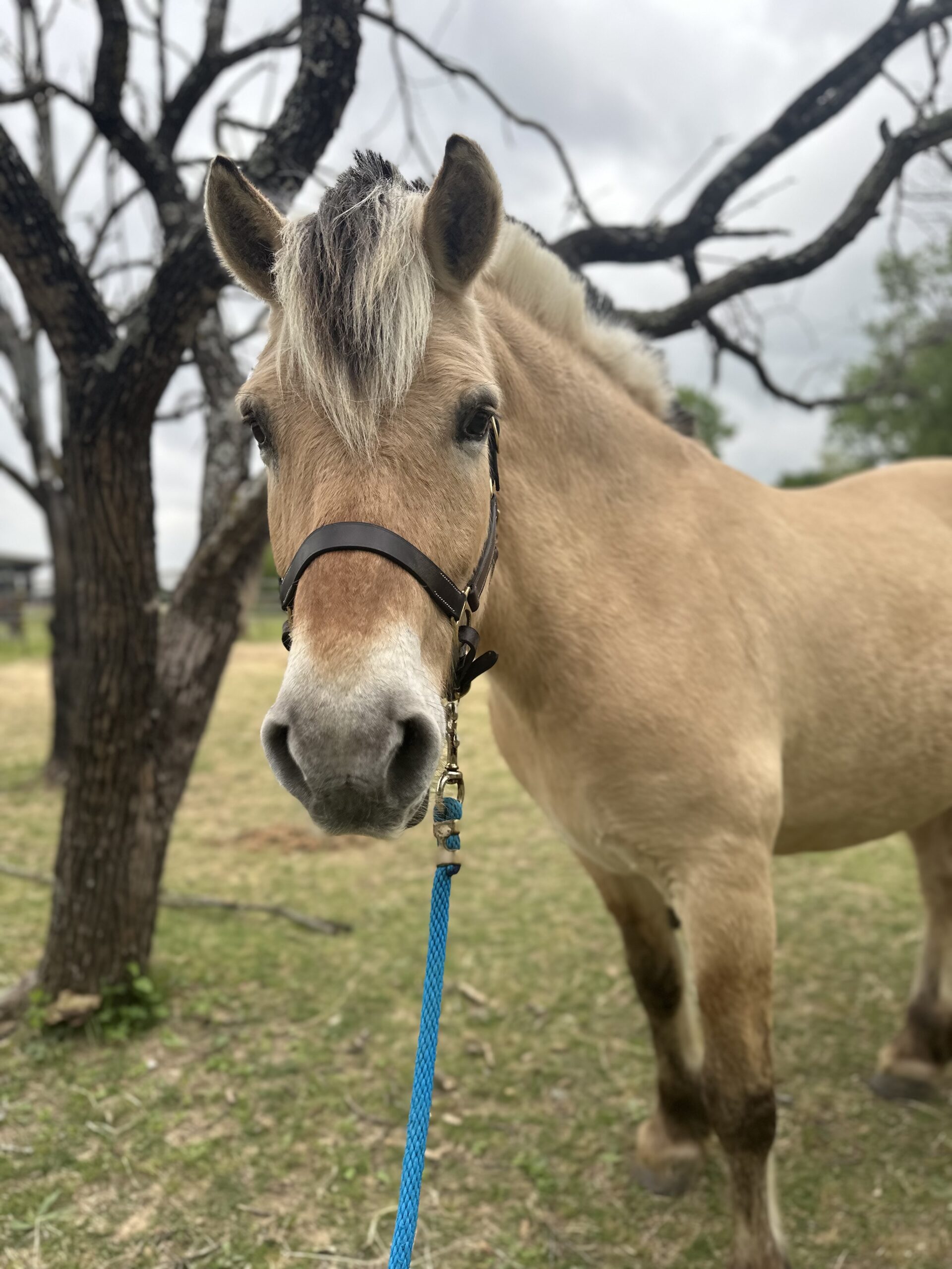 Kit Kat