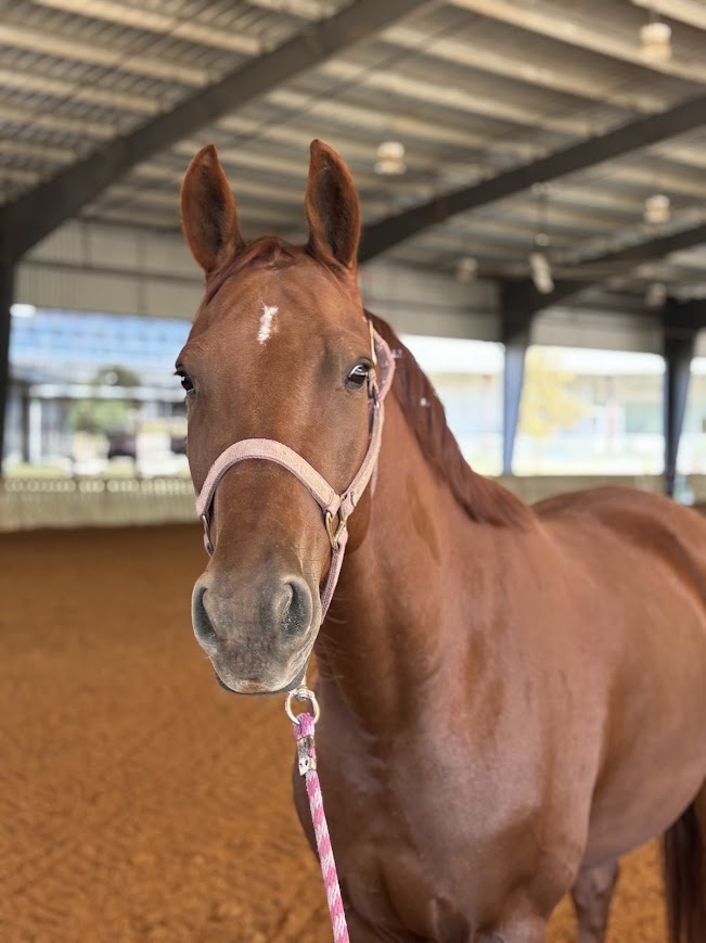 brown horse standing inside of a building